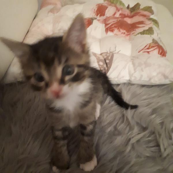Europäische Hauskatze