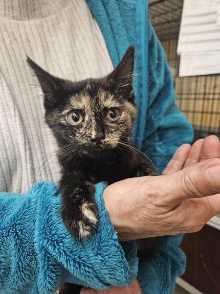 Europäische Hauskatze