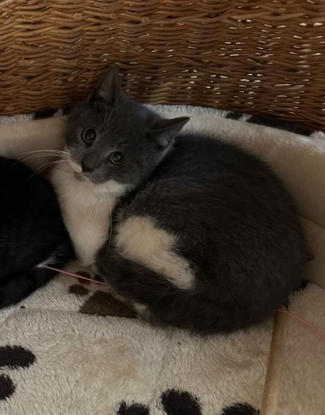 Europäische Hauskatze