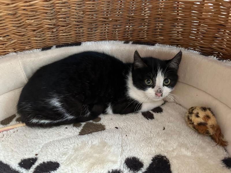 Europäische Hauskatze