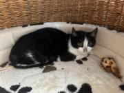 Fundtier Tier-ID 31048