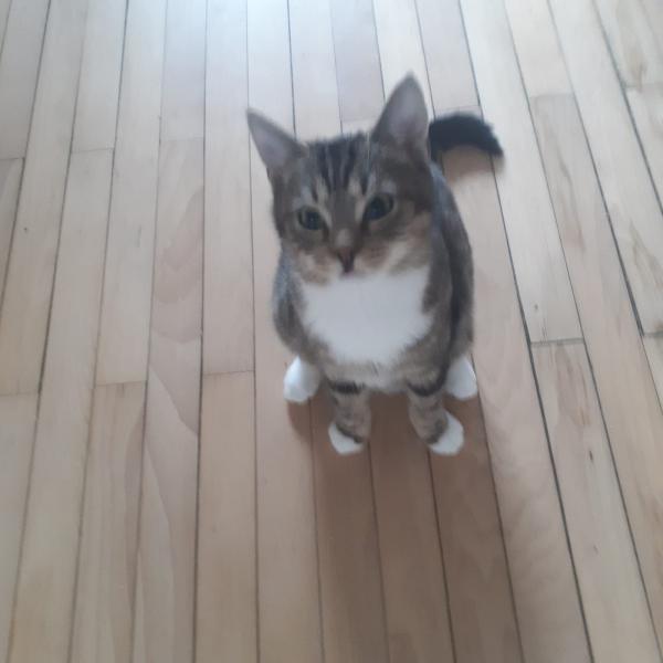 Europäische Hauskatze
