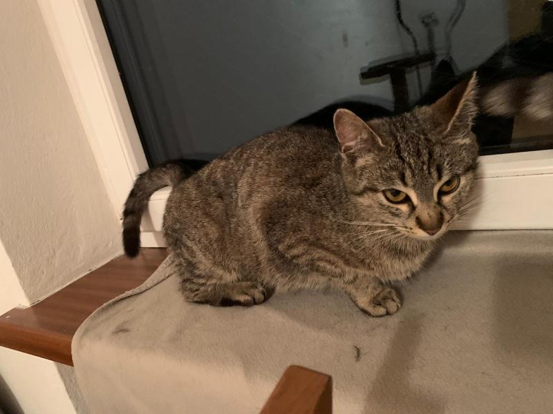 Europäische Hauskatze