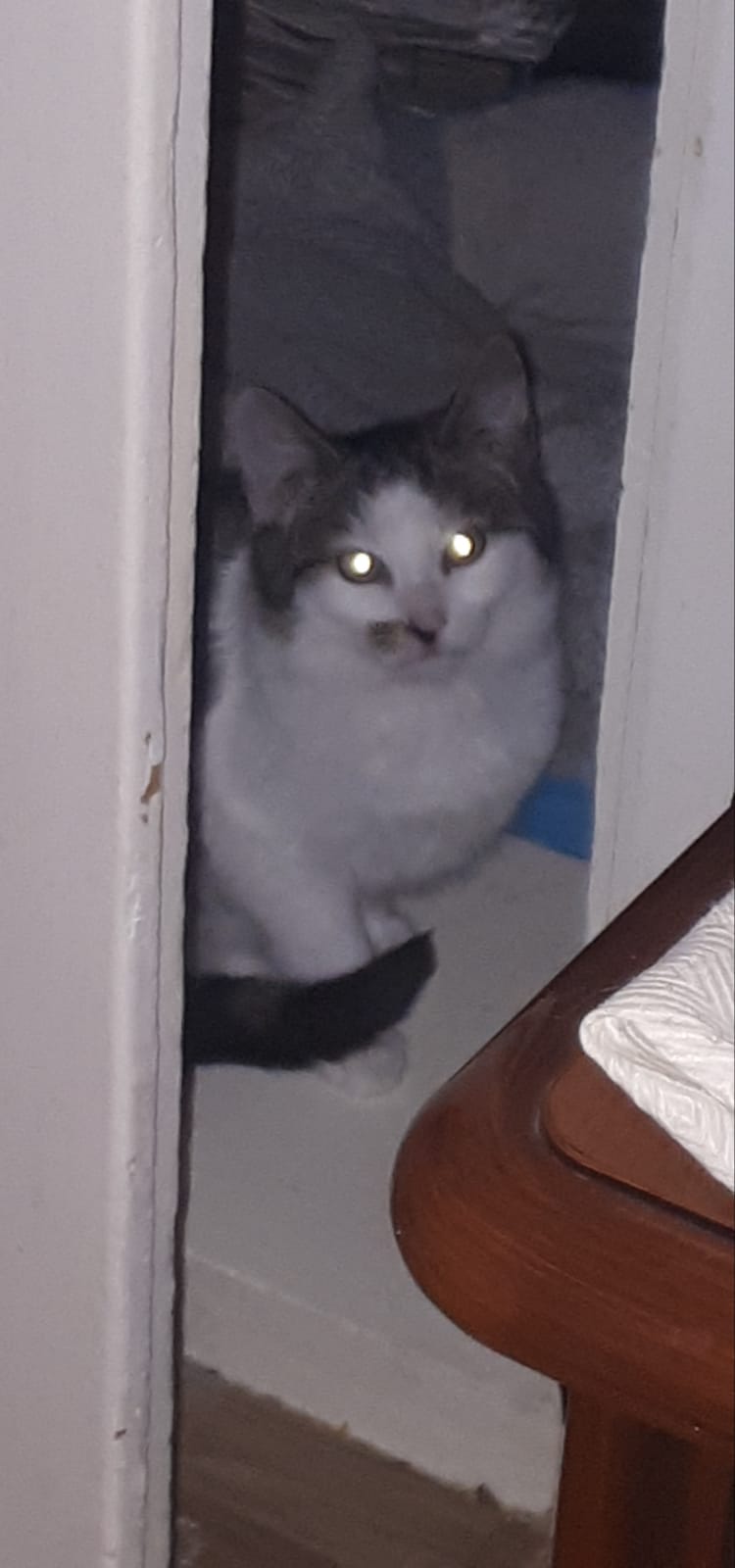 Europäische Hauskatze