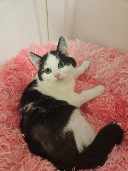 Europäische Hauskatze