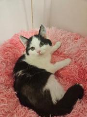 Fundtier Tier-ID 31136