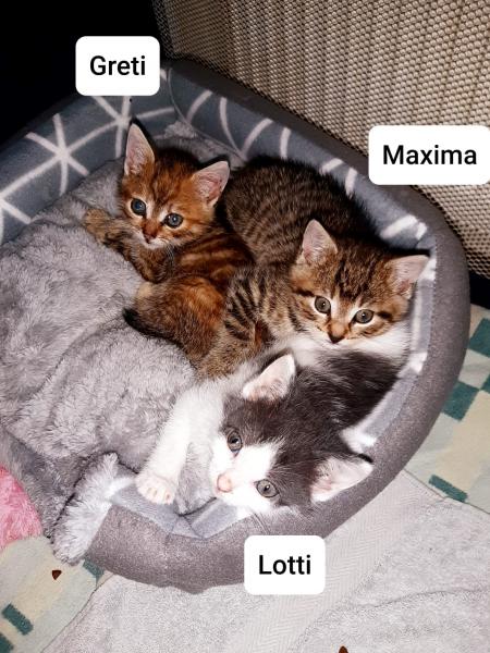 Europäische Hauskatze