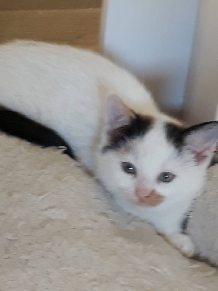 Europäische Hauskatze
