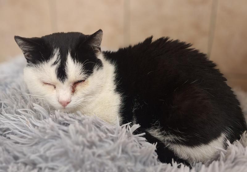 Europäische Hauskatze