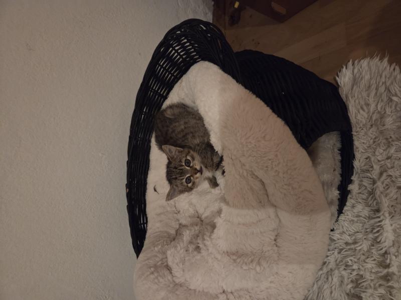 Europäische Hauskatze