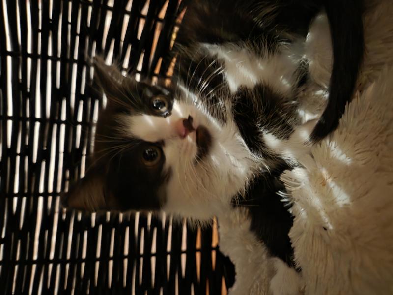 Europäische Hauskatze
