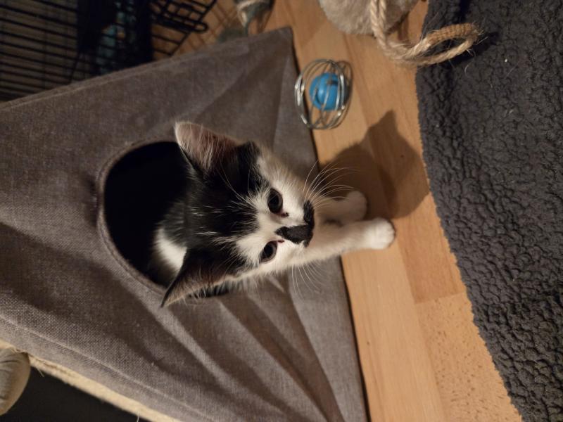 Europäische Hauskatze