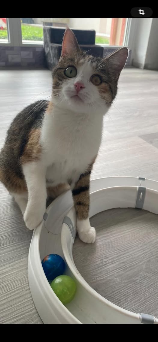 Europäische Hauskatze