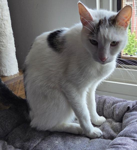 Europäische Hauskatze