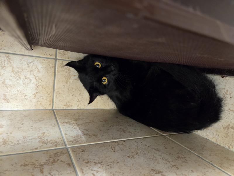 Europäische Hauskatze