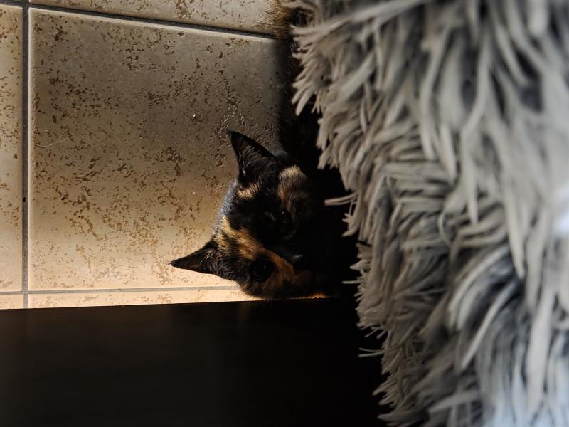 Europäische Hauskatze