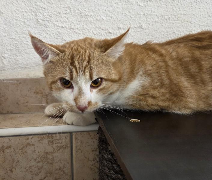 Europäische Hauskatze