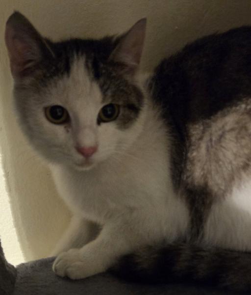 Europäische Hauskatze