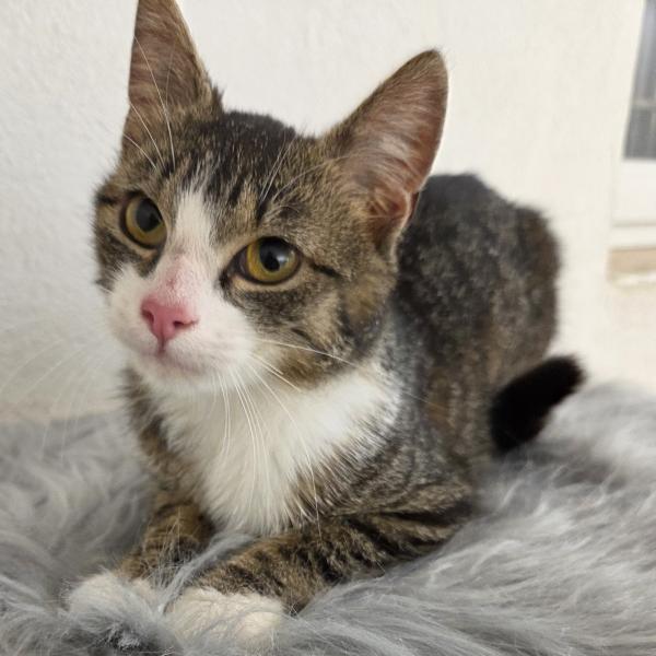Europäische Hauskatze