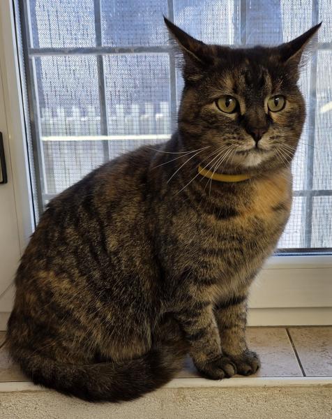 Europäische Hauskatze