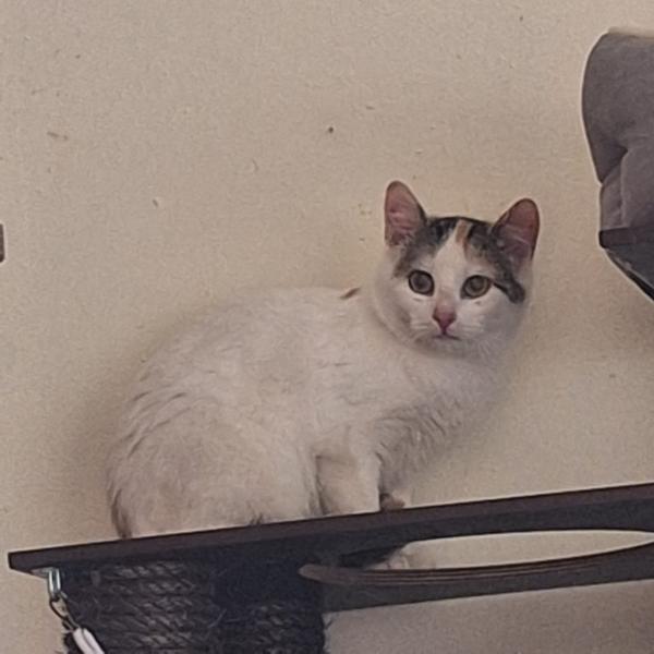 Europäische Hauskatze