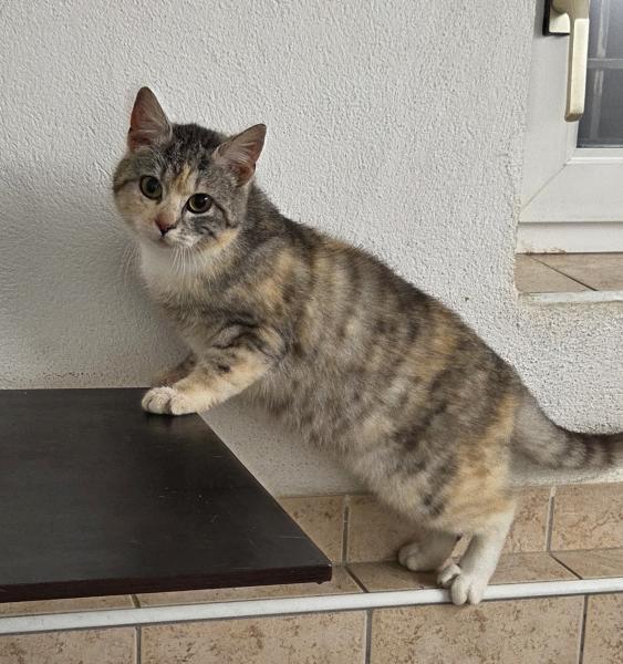 Europäische Hauskatze