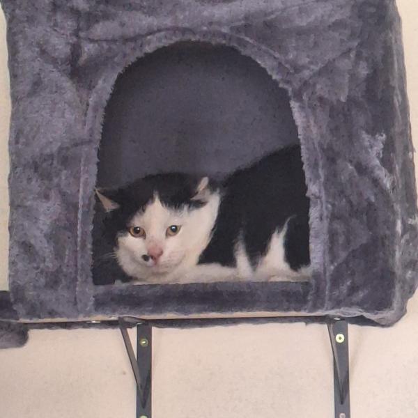 Europäische Hauskatze