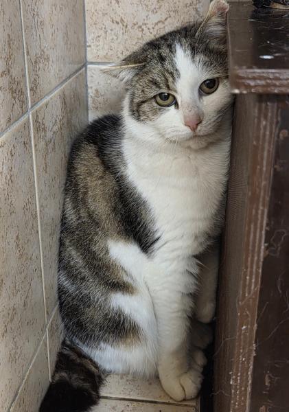 Europäische Hauskatze