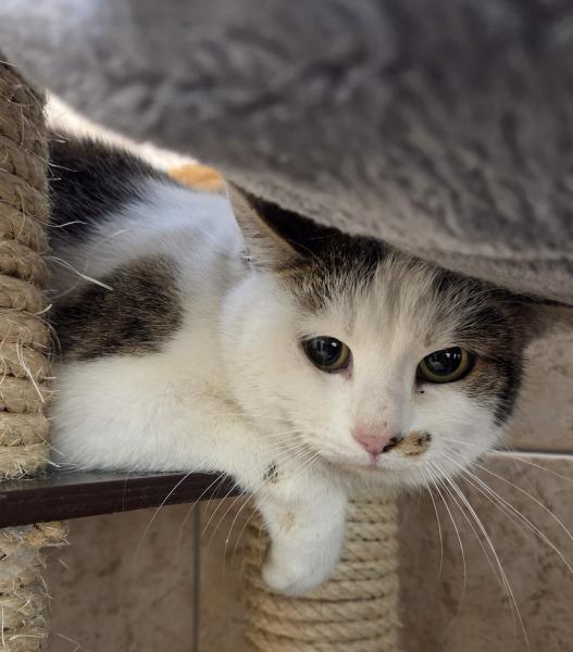 Europäische Hauskatze