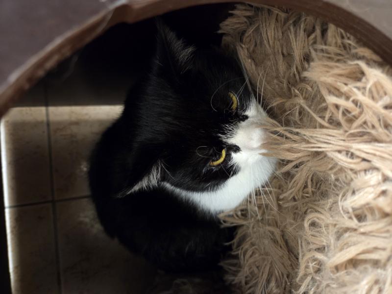 Europäische Hauskatze