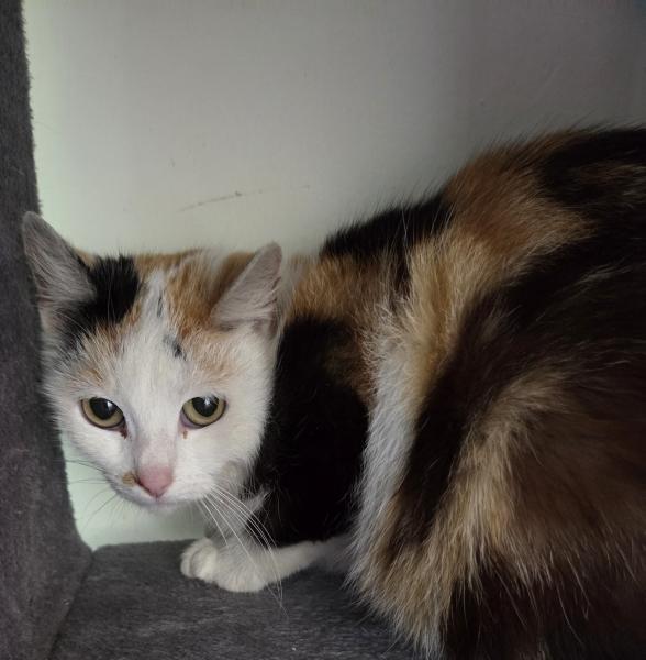 Europäische Hauskatze