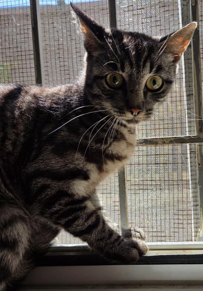 Europäische Hauskatze
