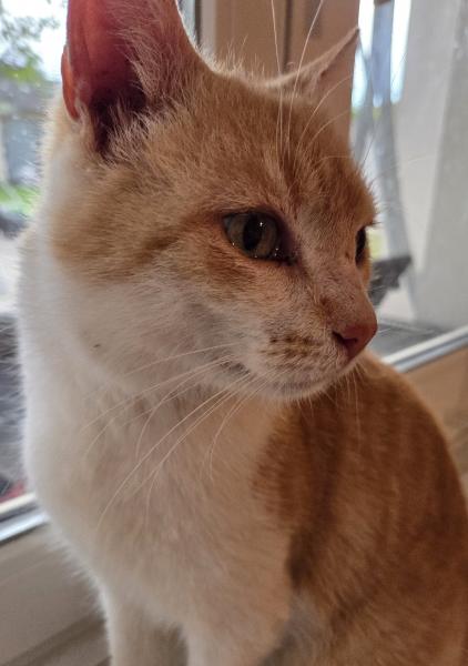 Europäische Hauskatze