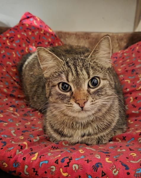 Europäische Hauskatze