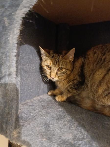 Europäische Hauskatze