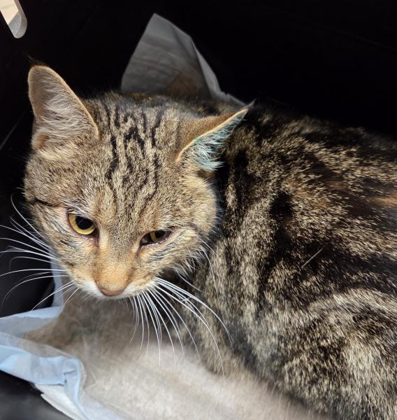 Europäische Hauskatze