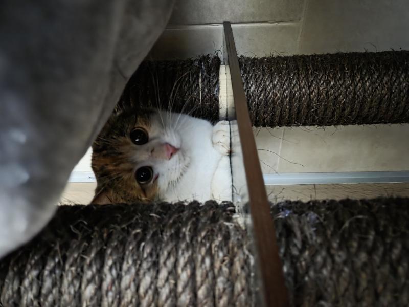 Europäische Hauskatze