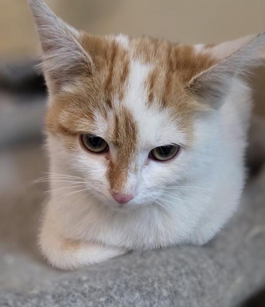 Europäische Hauskatze