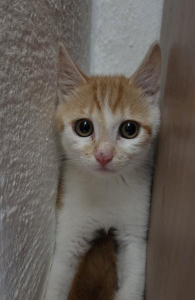 Europäische Hauskatze