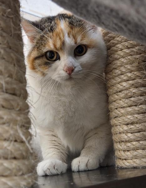 Europäische Hauskatze