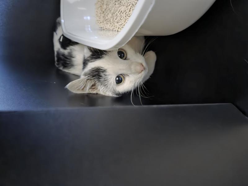 Europäische Hauskatze