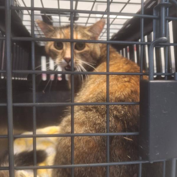 Europäische Hauskatze