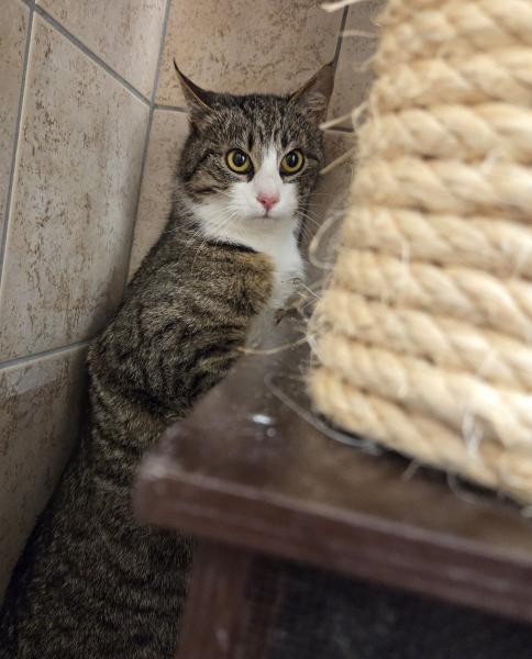 Europäische Hauskatze