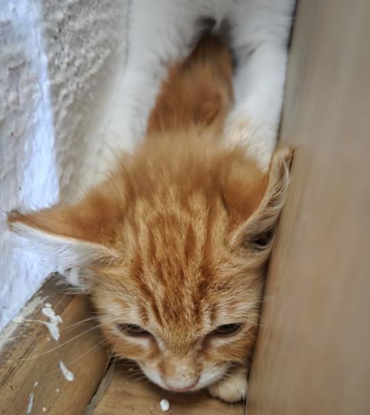 Europäische Hauskatze