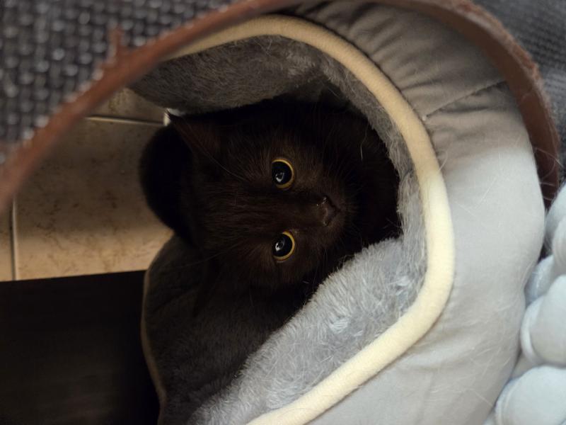 Europäische Hauskatze-Mischling