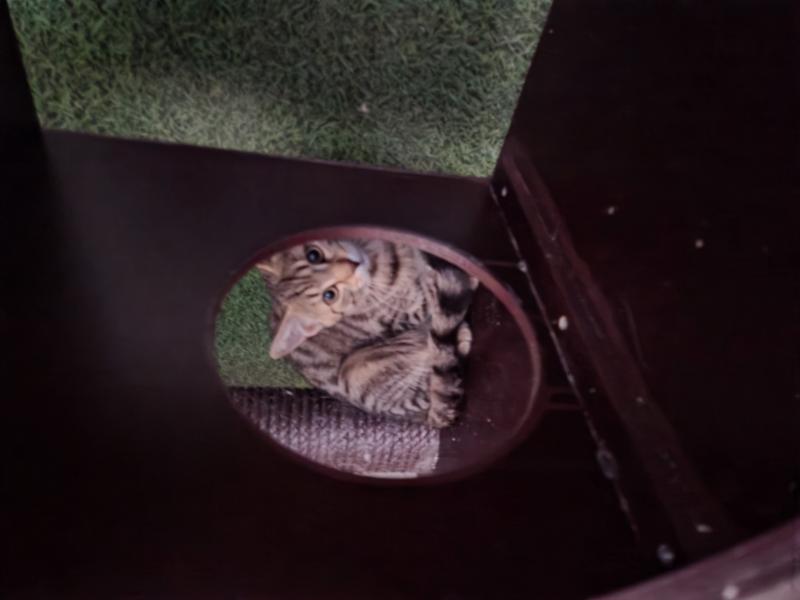 Europäische Hauskatze