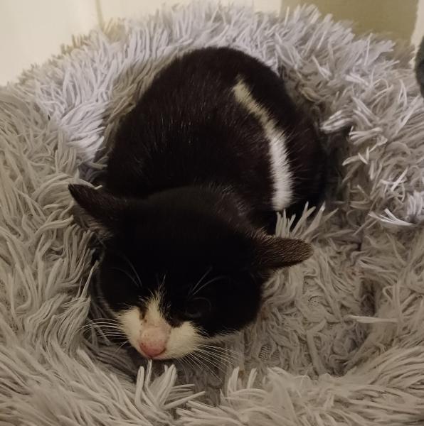 Europäische Hauskatze