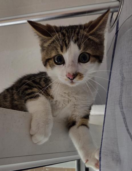Europäische Hauskatze
