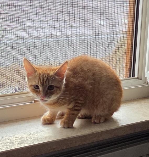 Europäische Hauskatze