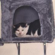 Fundtier Tier-ID 39905